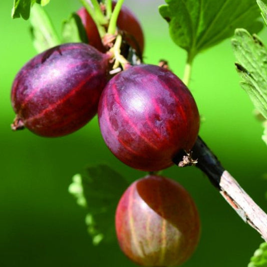 Ribes uva-crispa 'Pax' (Gooseberry)