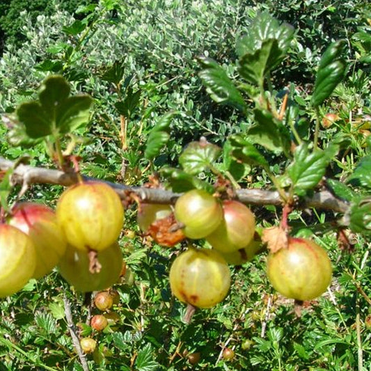 Ribes uva-crispa 'Invicta' (Gooseberry)