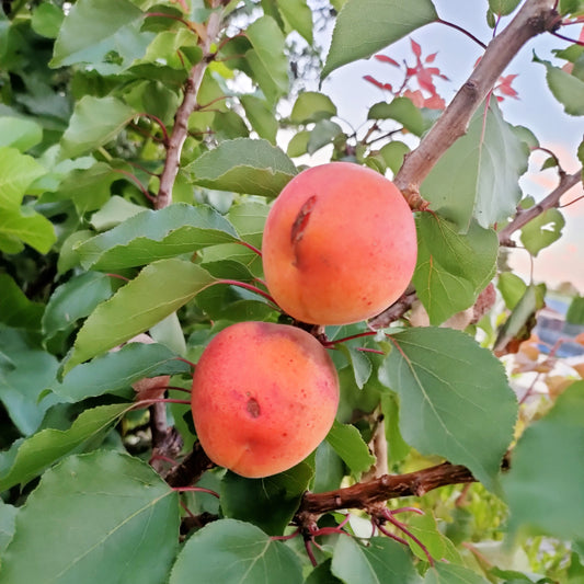 Prunus 'Sundrop' (Apricot)