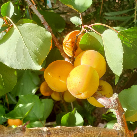 Prunus 'Fitzroy' (Apricot)