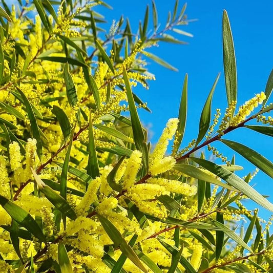 Acacia floribunda (Sally Wattle, Gossamer Wattle)