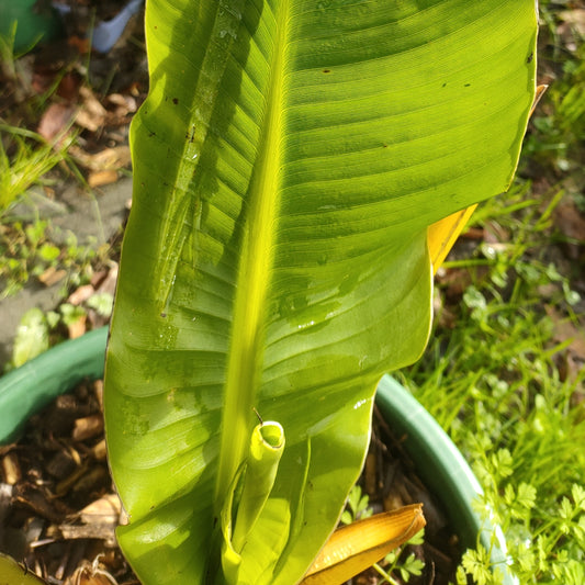 Ensete ventricosum 'Whāiti' (Ethiopian Banana, Abyssinian Banana)