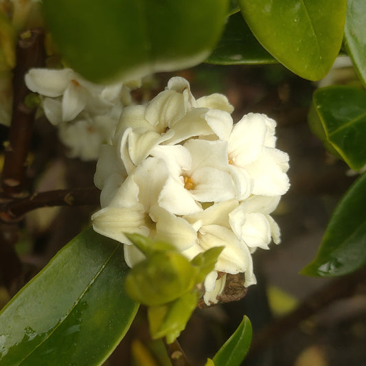 Daphne odora 'Alba' (Winter Daphne)