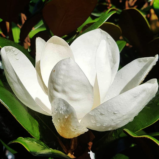 Magnolia grandiflora 'Teddy Bear' (Southern Magnolia)