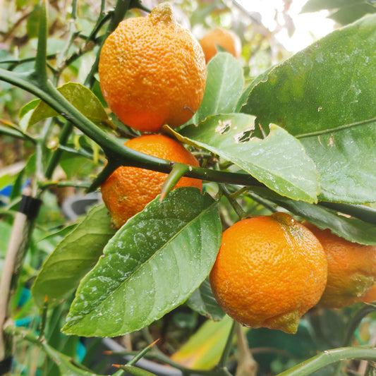 Citrus × limonia (Rangpur Lime)