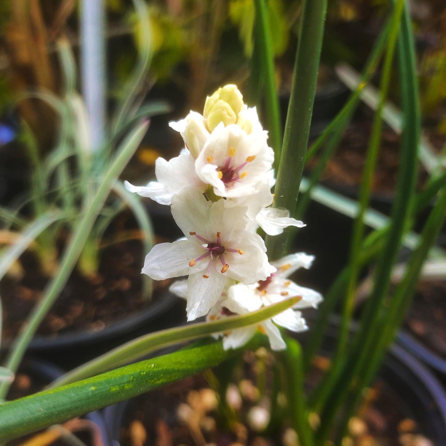 Wurmbea stricta (Waterflower)