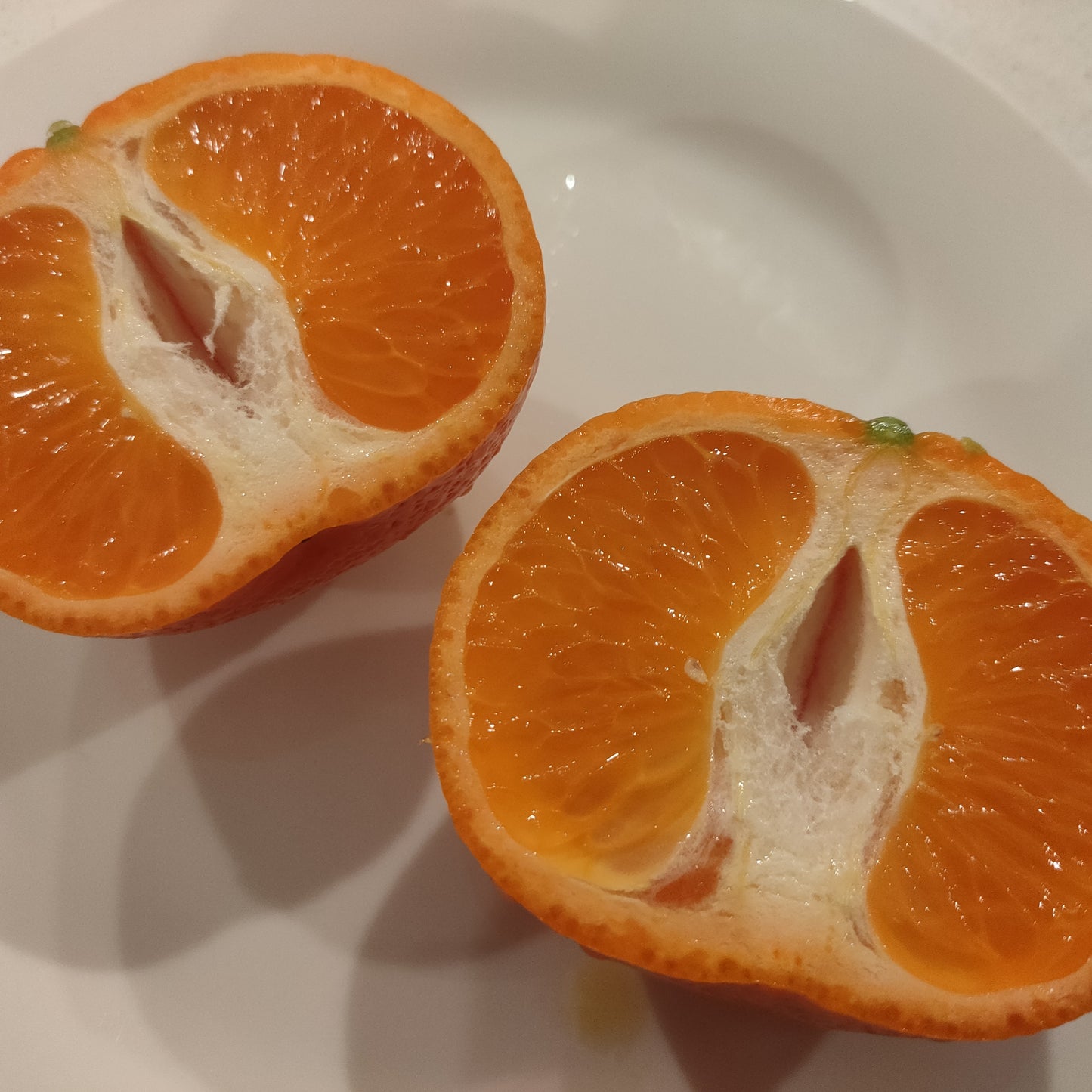 Citrus reticulata 'Afourer' (Mandarin)