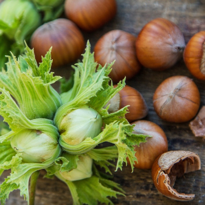 Corylus avellana 'Ennis' (Hazelnut)