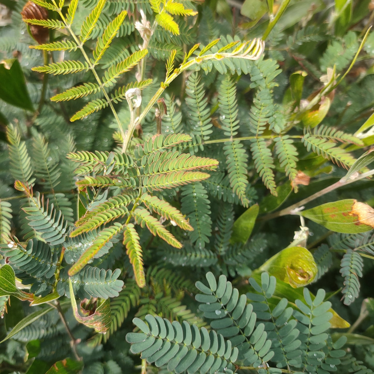 Acacia melanoxylon (Australian Blackwood)