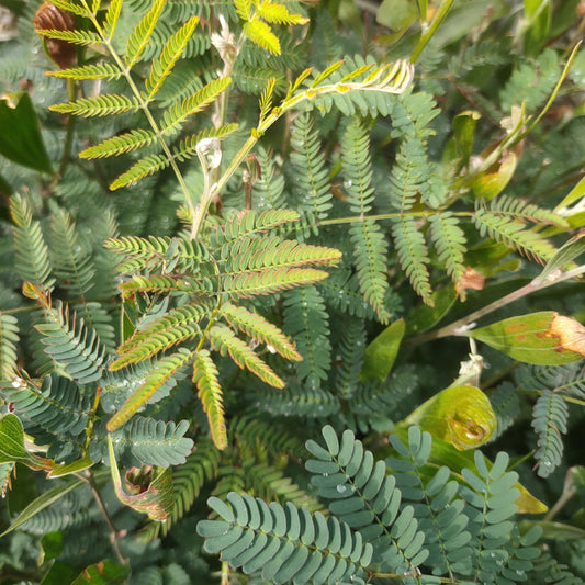 Acacia melanoxylon (Australian Blackwood)