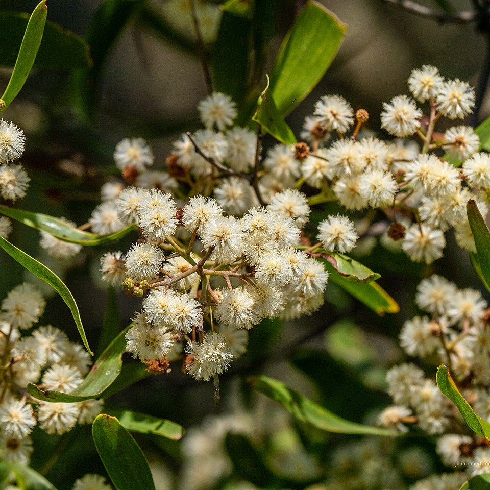 Acacia melanoxylon (Australian Blackwood)