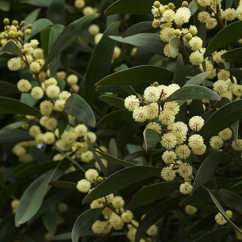 Acacia melanoxylon (Australian Blackwood)