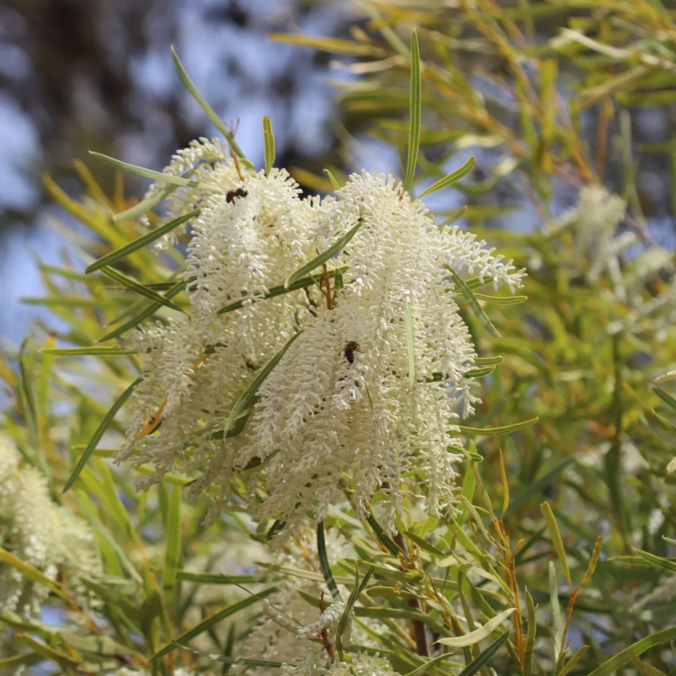 Xylomelum occidentale (Sandplain Woody Pear)