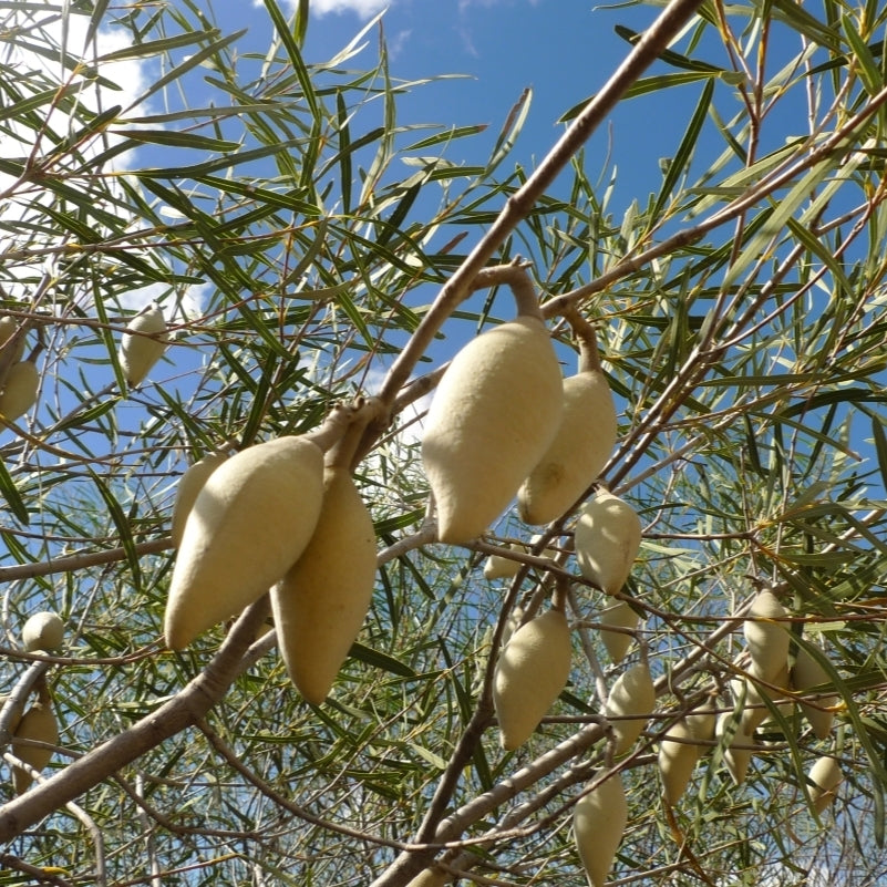 Xylomelum occidentale (Sandplain Woody Pear)