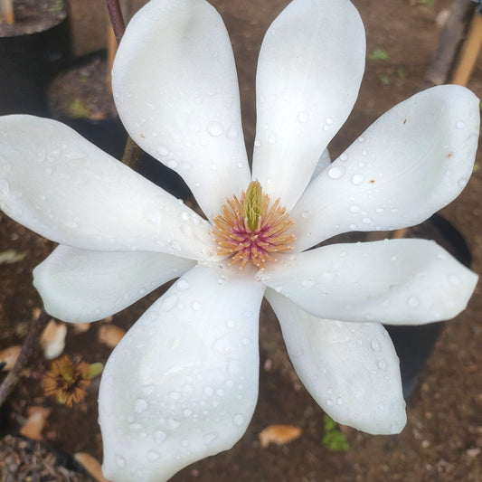 Magnolia denudata (Lily Tree)