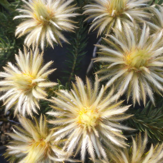 Phylica pubescens (Featherhead)