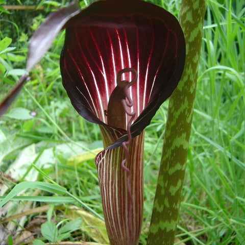 Arisaema speciosum (Cobra Lily)