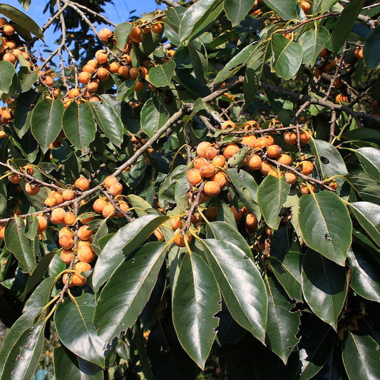 Diospyros lotus (Date Plum, Caucasian Persimmon)