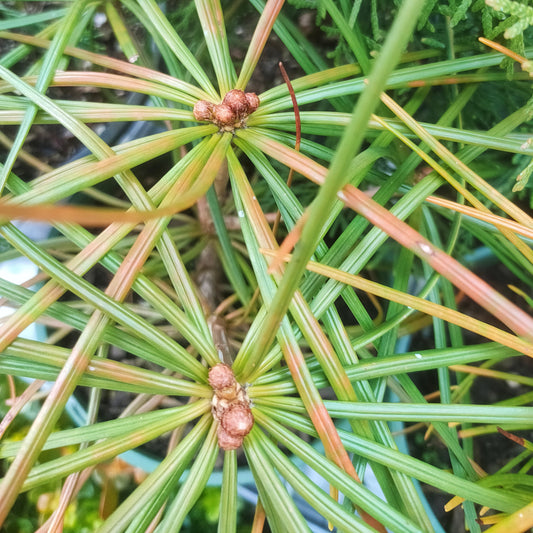 Sciadopitys verticillata (Kōyamaki, Japanese Umbrella Pine)