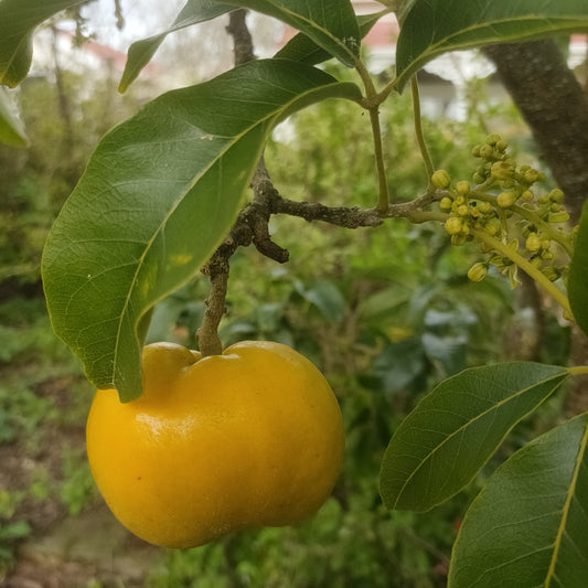 Casimiroa edulis 'Mac's Golden' (White Sapote)