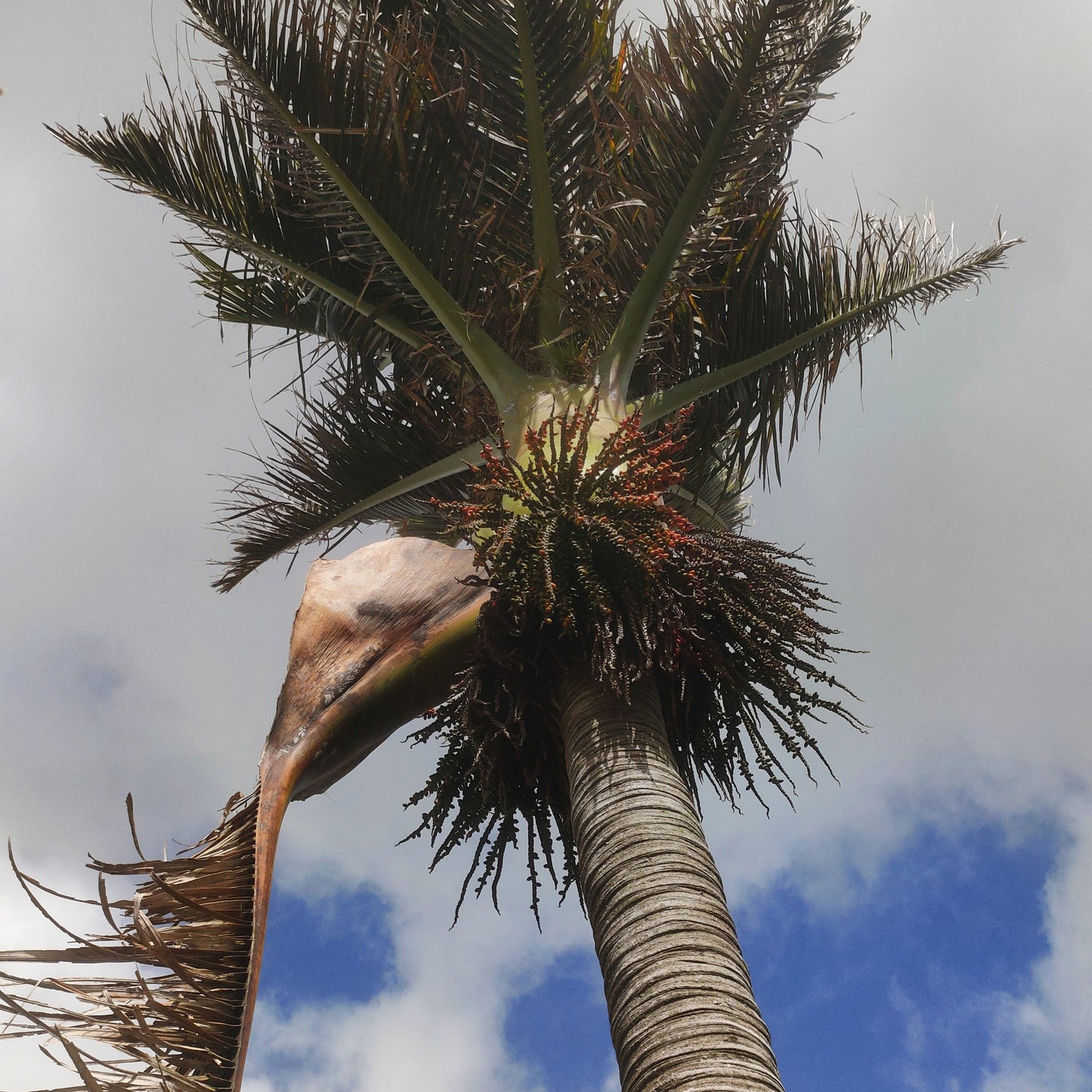 Rhopalostylis sapida (Nikau Palm)