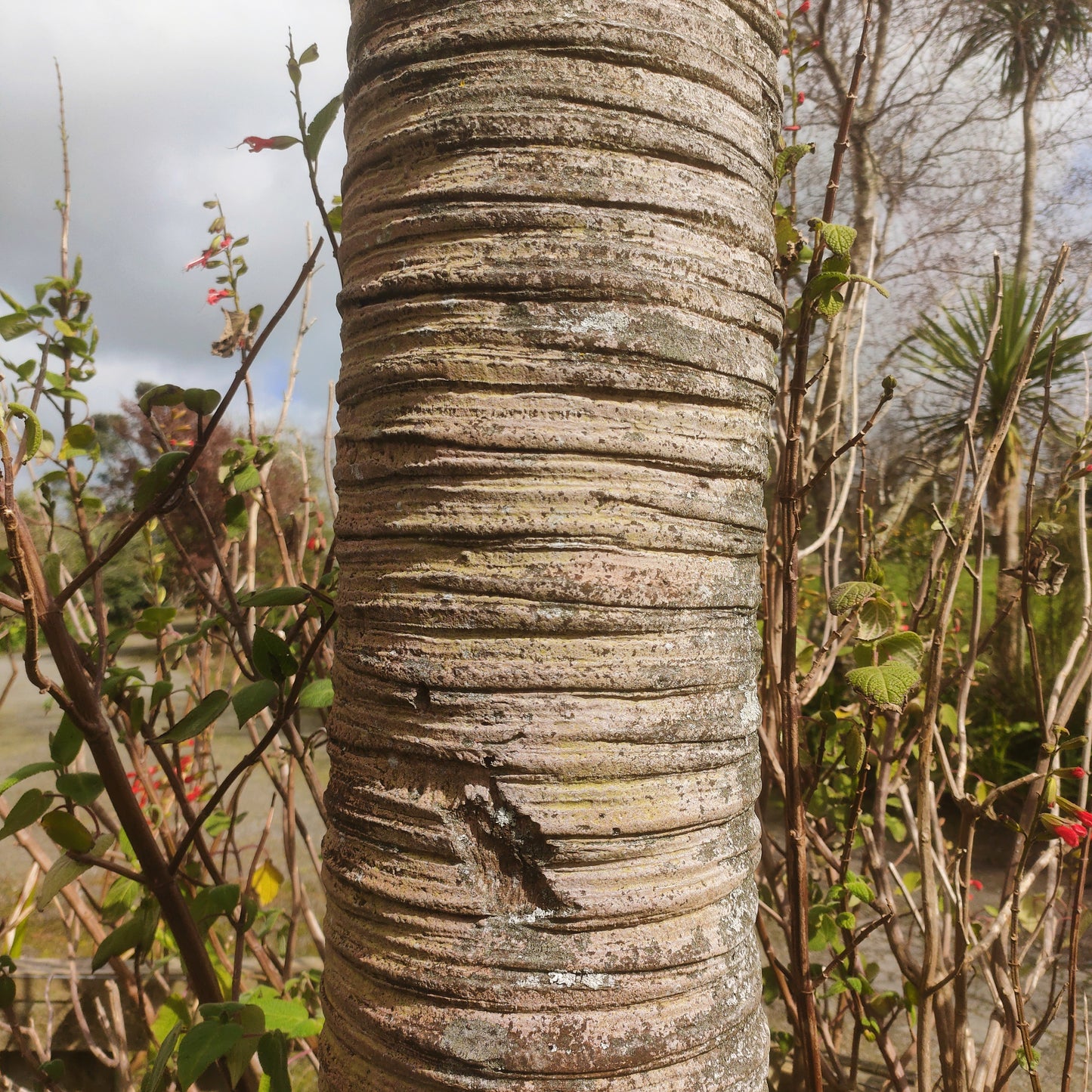 Rhopalostylis sapida (Nikau Palm)