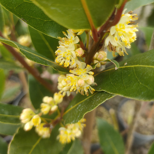 Laurus nobilis (Sweet Bay)