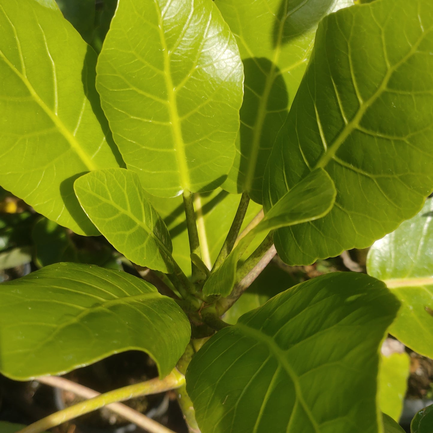 Meryta sinclairii (Puka, Pukanui)