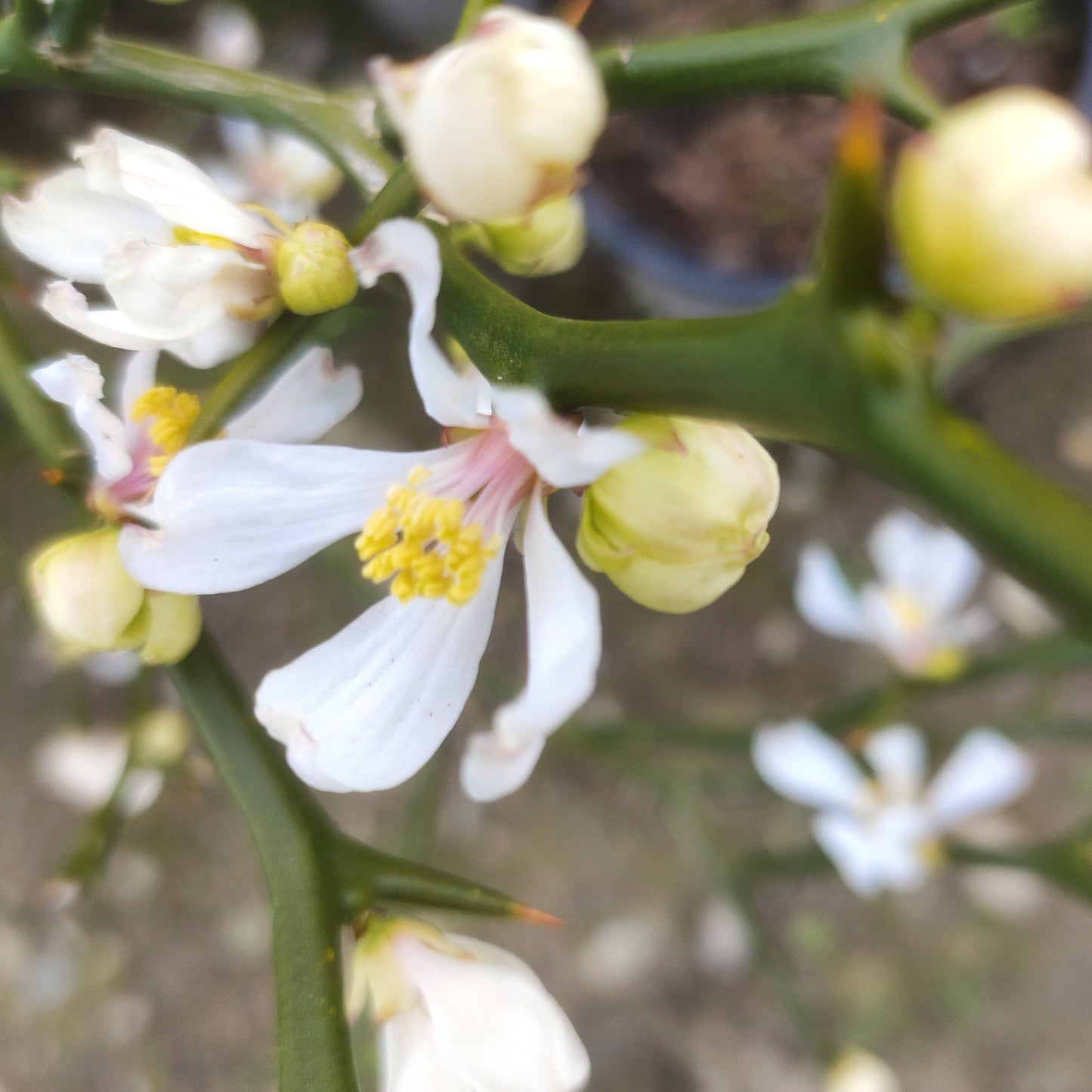 Citrus trifoliata (Japanese Bitter Orange)