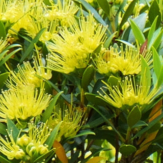 Metrosideros umbellata 'Gold Beacon' (Southern Rātā)