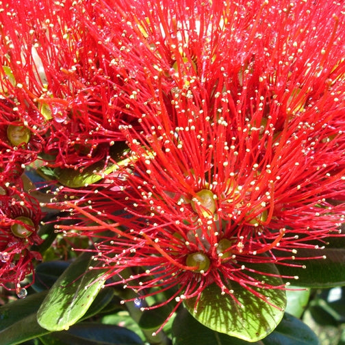 Metrosideros excelsa x robusta 'Mistral' (Pōhutukawa x Northern Rata)