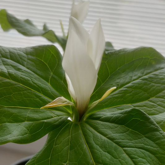 Trillium chloropetalum (Giant Trillium, Wood Lily) White