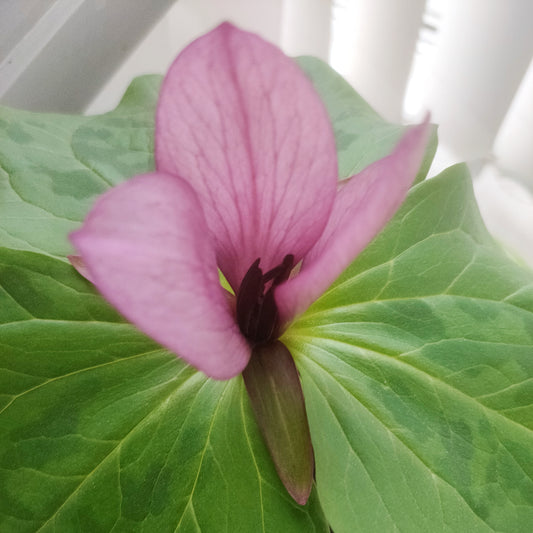 Trillium chloropetalum (Giant Trillium, Wood Lily) Wine