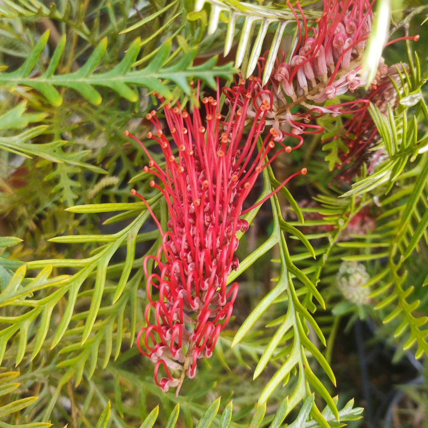 Grevillea hookeriana 'Robin Hood'