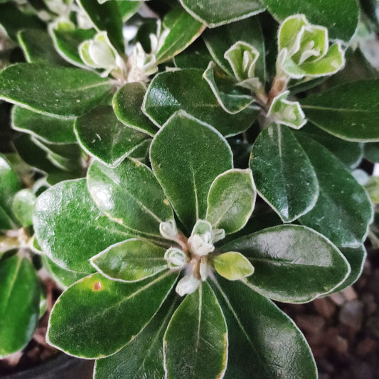 Pittosporum crassifolium 'Pot Belly' (Karo, Stiffleaf Cheesewood) PVR