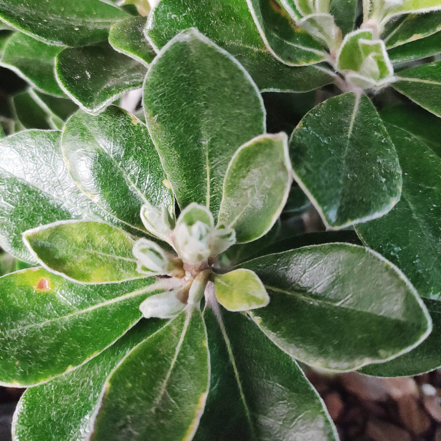 Pittosporum crassifolium 'Pot Belly' (Karo, Stiffleaf Cheesewood) PVR