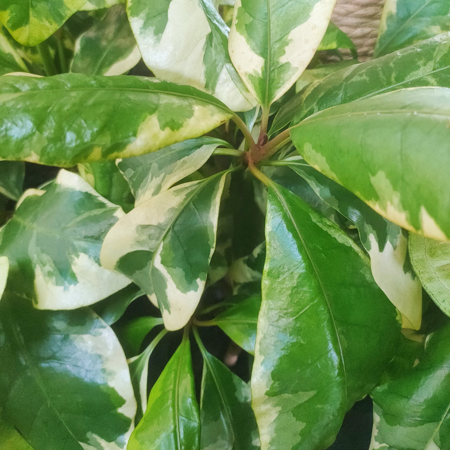 Pisonia brunoniana 'Variegata' (Parapara, Birdcatcher Tree)