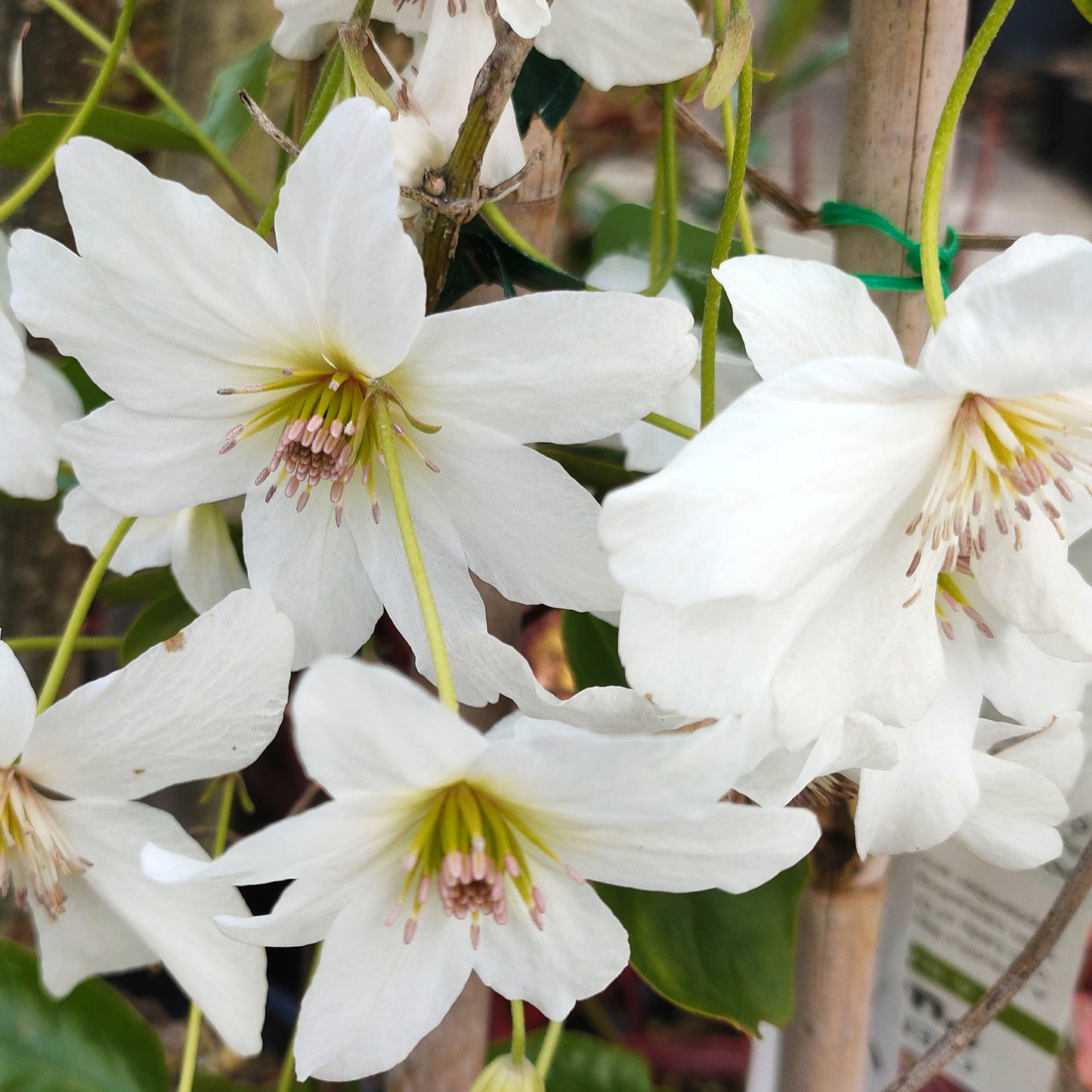 Clematis paniculata (Puawānanga, Puapua)