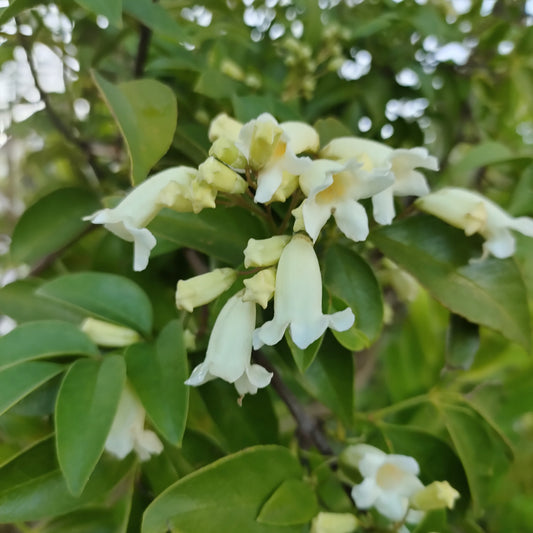 Pandorea 'Snowbells'
(Wonga Wonga Vine)