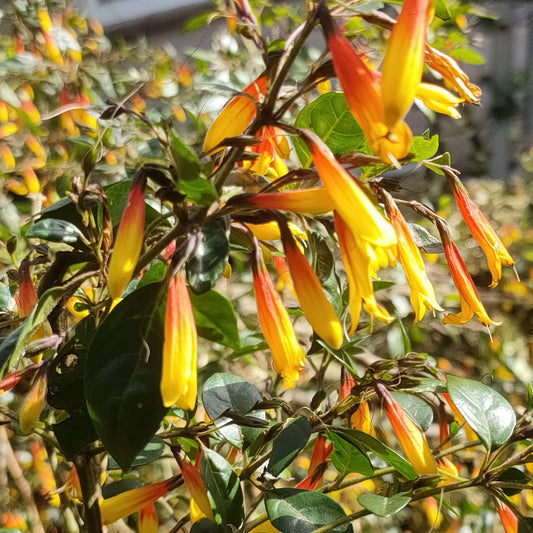 Justicia floribunda (Brazilian Fuchsia)