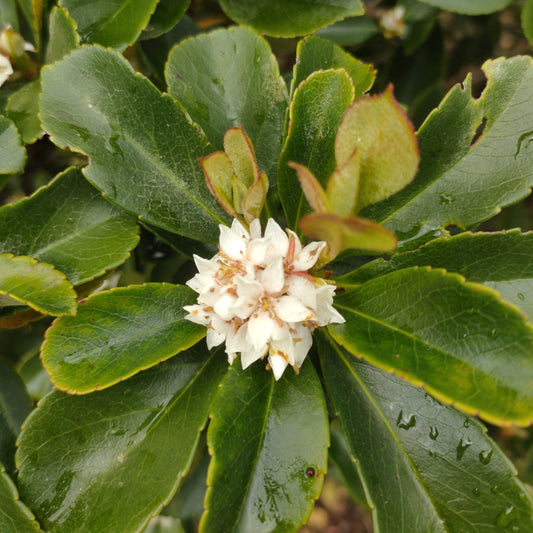 Raphiolepis 'Oriental Pearl'