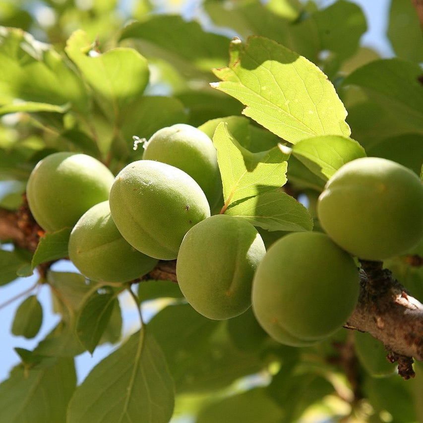 Prunus mume (Chinese Plum, Japanese Plum)