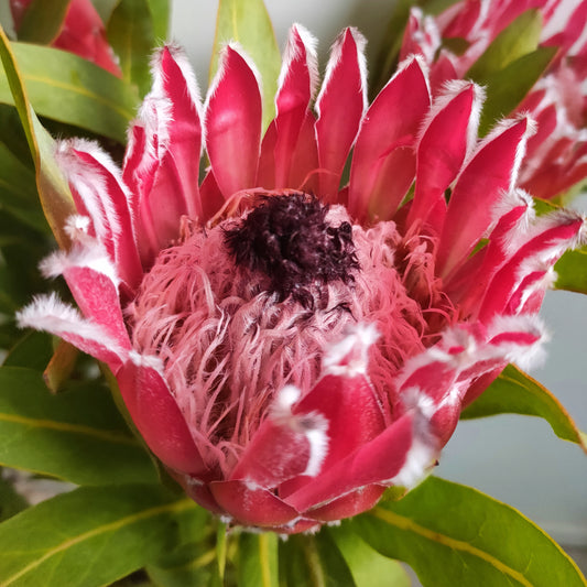 Protea 'Sheila' (Sugarbush)