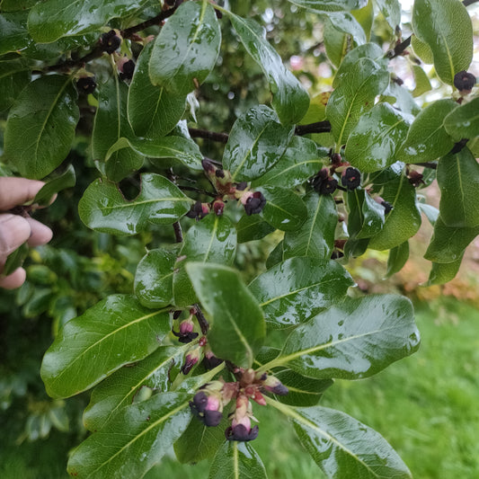 Pittosporum tenuifolium (Kōhūhū, Black Matipo)