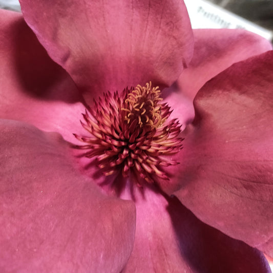 Magnolia 'Deryk'