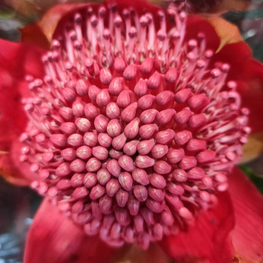 Telopea speciosissima 'Red Embers' (Waratah)