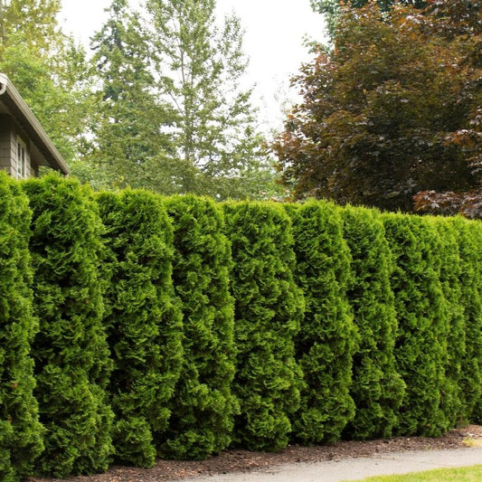 Thuja occidentalis 'Holmstrup' (American Arborvitae)