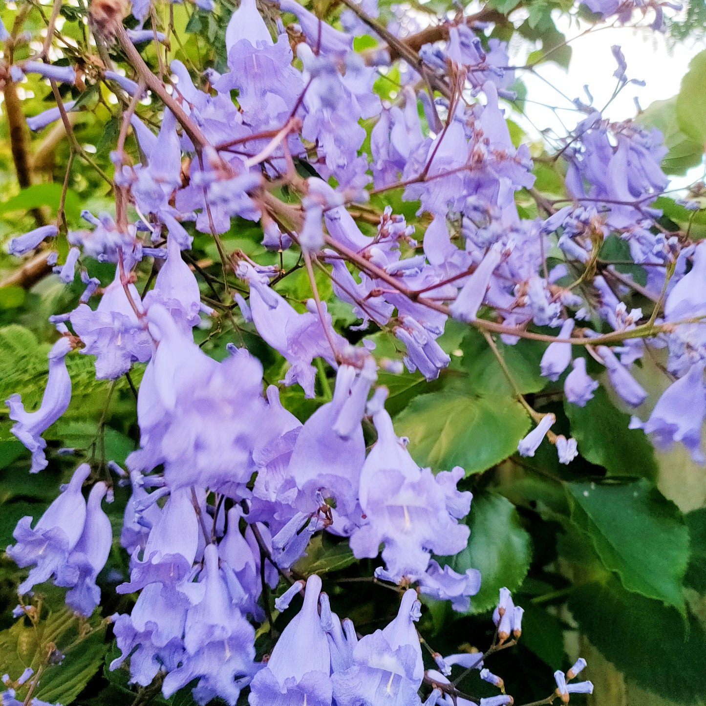 Jacaranda mimosifolia (Blue Jacaranda)