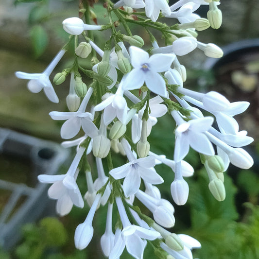 Syringa × persica 'Alba' (Persian Lilac)