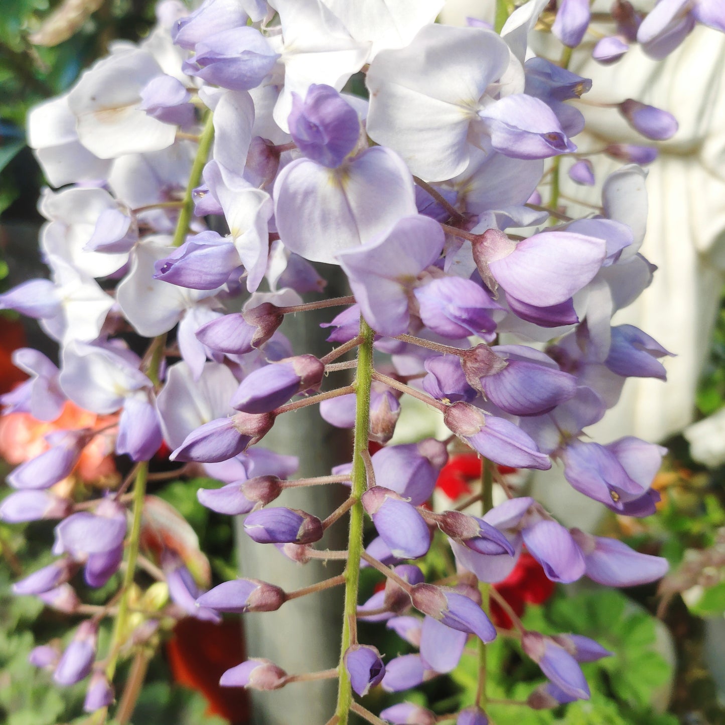 Wisteria sinensis 'Amethyst' (Chinese Wisteria)